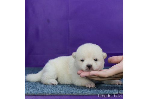 成約済の愛知県の柴犬-324018の4枚目